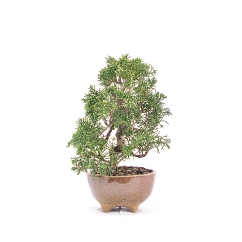 Bonsai chinesischer wacholder - bonsai,