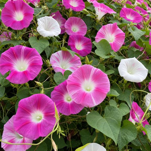 Ipomoea purpurea la vie - 🌱,