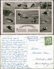 Ansichtskarte Juist MB: Robben