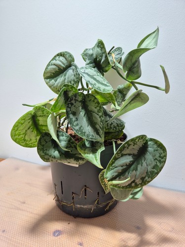 Scindapsus pictus exotica - pictus, 'exotica'