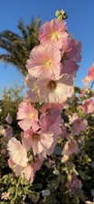 Gemeine stockrose alcea - stockrose, (alcea