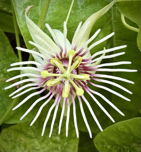 Passiflora quinquangularis - ,