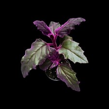 Gynura aurantiaca, Terrarium - Terrarien Pflanzen, Regenwald Terrarium Tropen