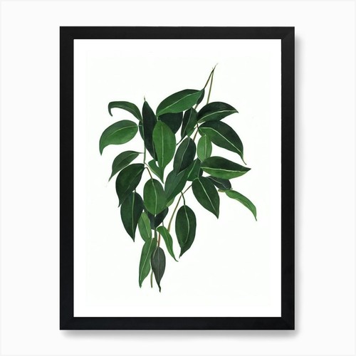Satin pothos scindapsus - pothos, (scindapsus