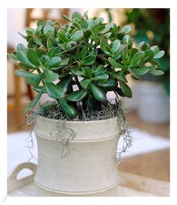 Geldbaum Crassula, 1 Pflanze
