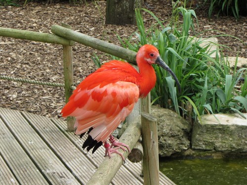 Foto scharlachroter ibis - foto,