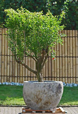 Handgefertigter XXL Garten Brunnen & Pflanzkübel aus Naturstein – Unikat -