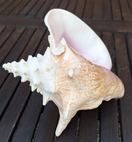 Riesige tritonschnecke altes - ,,