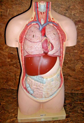 Altes somso lehrmodell torso - somso,