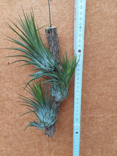 Tillandsia kolbii pflanzen - kolbii,