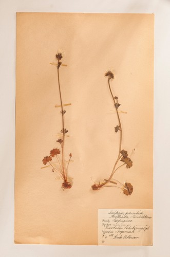 Botanisches specimenblatt - specimenblatt,