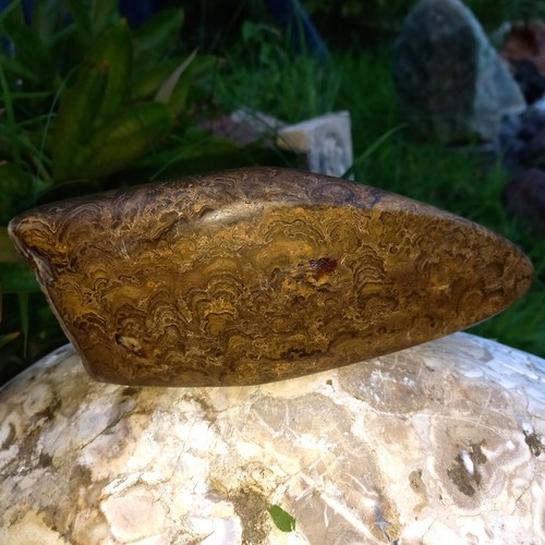 Stromatolith anschliff - stromatolith,