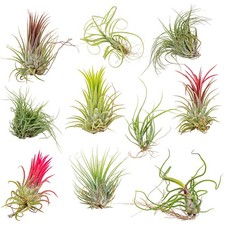 Bloomique - 10er Mix -