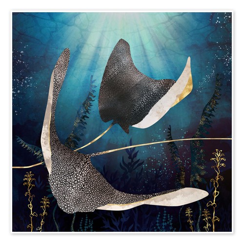 Poster stachelrochen - poster,