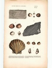 Antike Handkolorierte Lithographie Grafik 19 Jh. Muscheln Schalentier Weichtiere