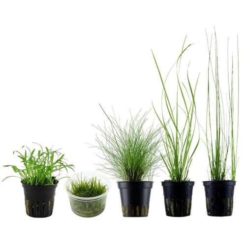 Gräser set mit - mit, gras