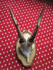 Trophäe Rehgehörn Rehbock