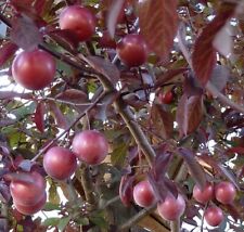 Blutpflaume Trailblazer / Hollywood rotlaubiger Pflaumenbaum Buschbaum Halbstamm