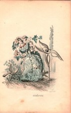 Kol. Lithographie Grafik 19 Jh. Les Fleurs animee Mode Damen Pflanzen Karikatur