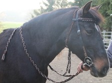 Wunderschöne Showtrense