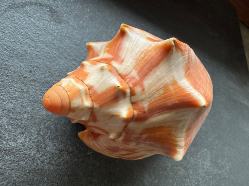 Cymbiola aulica 115mm sowerby - cymbiola,