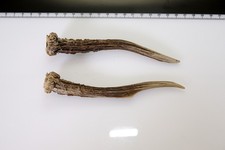2 Geweihstangen vom Reh Geweih