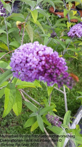 Sommerflieder - ,