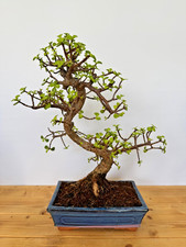 Zimmerbonsai bonsai jadebaum - zimmerbonsai,