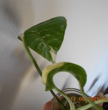 ***  Monstera - Variegata   - Ableger  ***