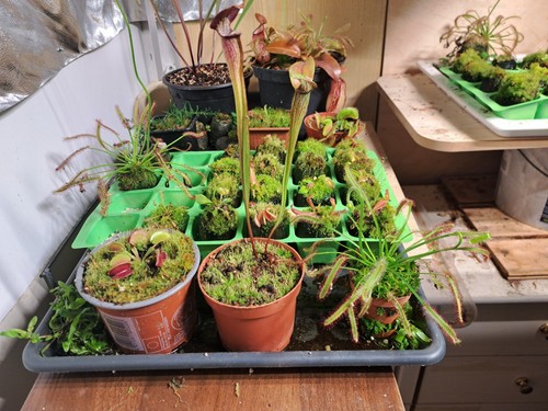 Fleischfressenden pflanzen - 🌿fleischfressenden,