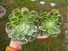 Aeonium Water Peach