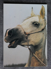 Postkarte Ewka,Araber Pferd,Arabische Pferde,Horse,Tier,Tiere,AK,Ansichtskarte