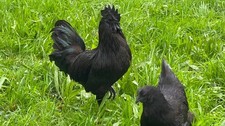 10x Bruteier Ayam Cemani