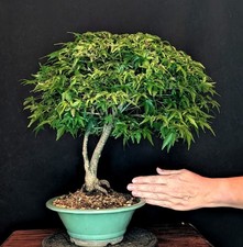 BONSAI JAPANISCHER FÄCHERAHORN ACER PALMATUM "KIYOHIME" OUTDOOR
