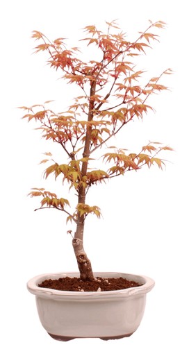 Bonsai acer palmatum - bonsai,