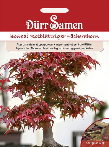 Bonsai rotblättriger - bonsai,