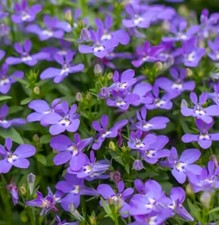 400 Samen Männertreu Blau