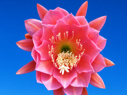 Epicactus epiphyllum - epicactus,