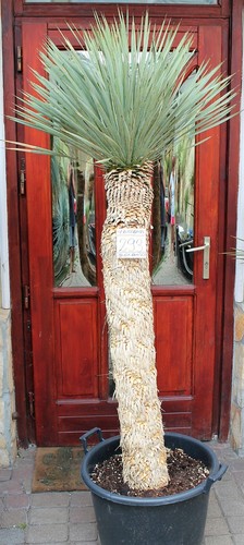 Yucca rostrata 190cm - rostrata,, 115cm