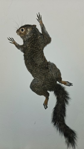 Unikat taxidermie - unikat,