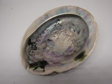 echte Muschel-Schale Deko maritim*Meer Abalone Schale für Schmuck Ringe etc.