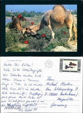 Le chameau d'El Jem Tiere Kamele "verliebt" Tunesien Tunisi animals 2000