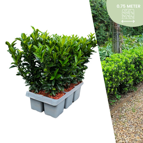 Euonymus green spire - 'green, –