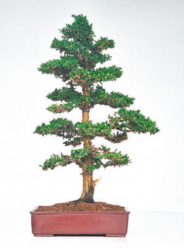 Bonsai sicheltanne cryptomeria - bonsai,