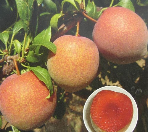 Pflaumenbaum omega rote - pflaumenbaum,