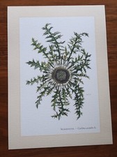 SILBERDISTEL *  Carlina acaulis  * Kunstdruck, Poster, Bild, Dekoration