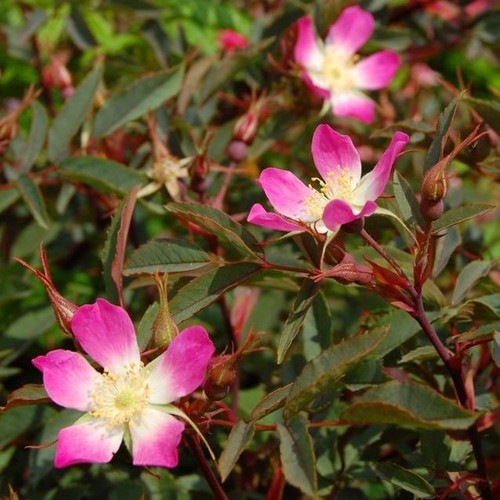 Blaue hechtrose rosa glauca - blaue,