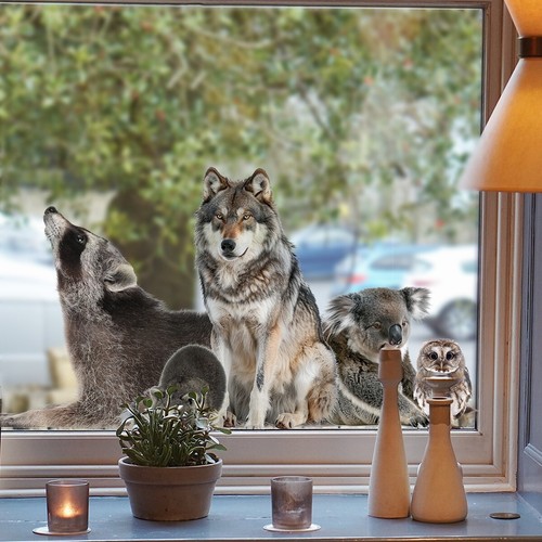 Fensterbild fensterfolie wolf - fensterbild,