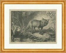 Der Fuchs vor der Falle Lockvogel Reinecke Jagd Ufer Beckmann Holzstich E 23635