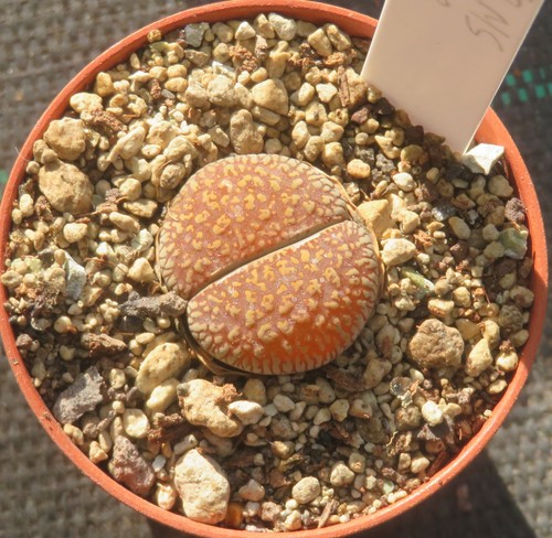 Lithops aucampiae euniceae - , v